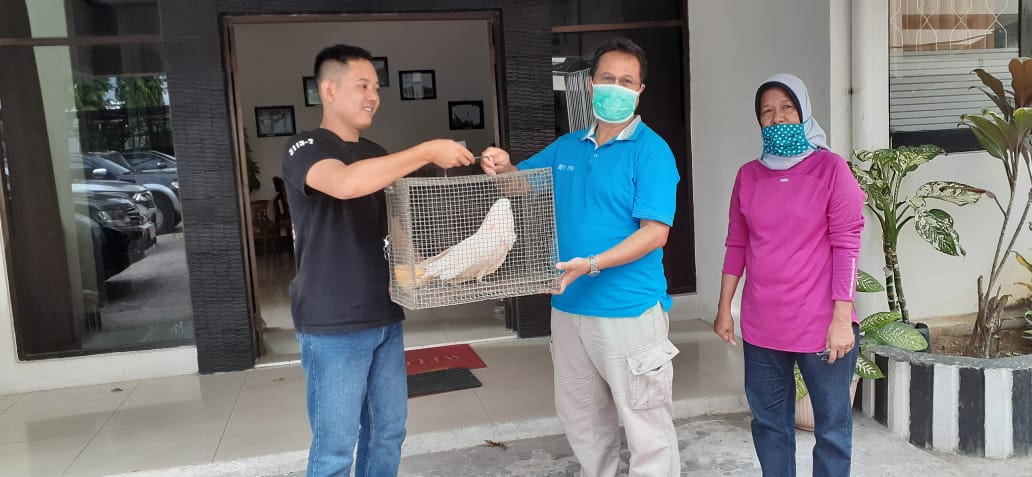 Penyerahan Burung Dilindungi Kakatua Maluku Kepada BKSDA Maluku