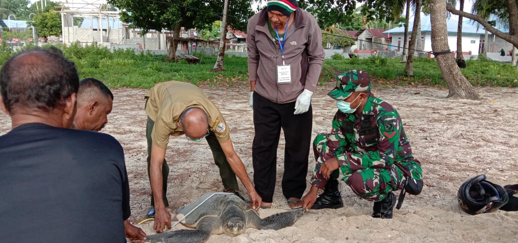 Penyu Hijau Sedang Diukur Panjang Kerapasnya