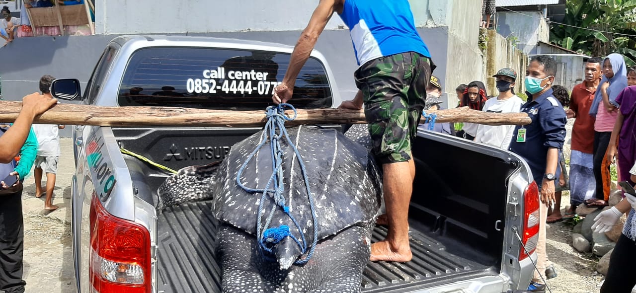 Penyu belimbing terdampar di pantai Asilulu