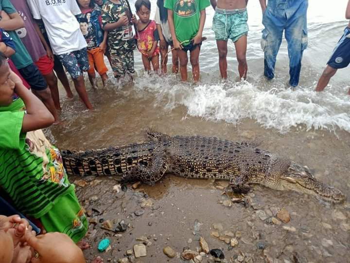 Bangkai Buaya Ditemukan Di Dusun Papora