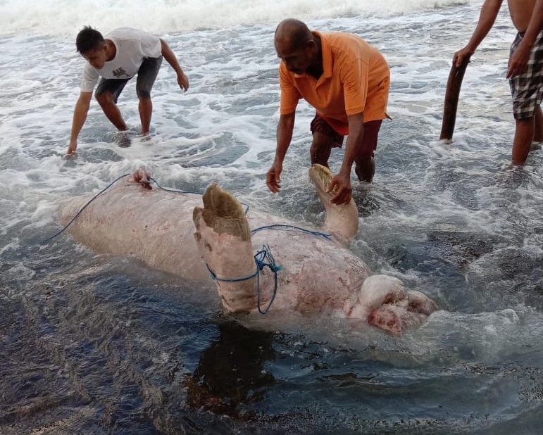 Foto : Dugong terdampar di negeri tengah-tengah, Saluhutu