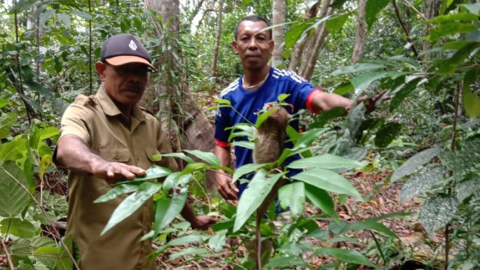 Penyerahan dan Pelepasliaran Kus-Kus