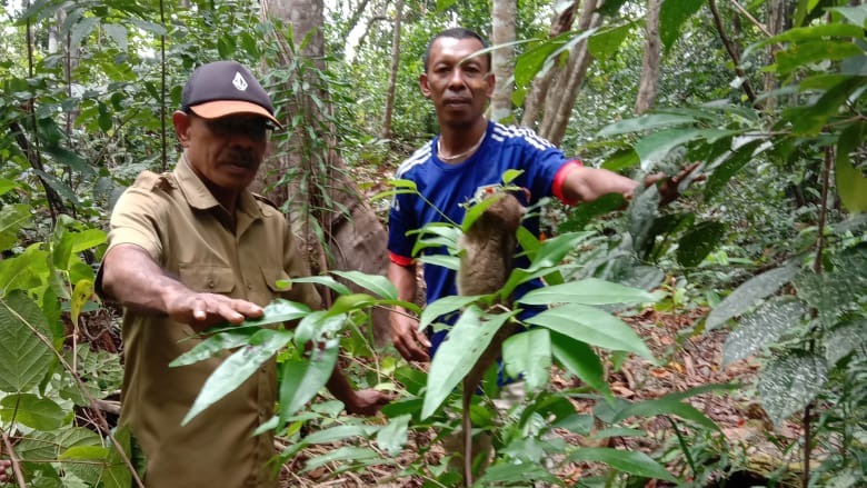 Penyerahan dan Pelepasliaran Kus-Kus