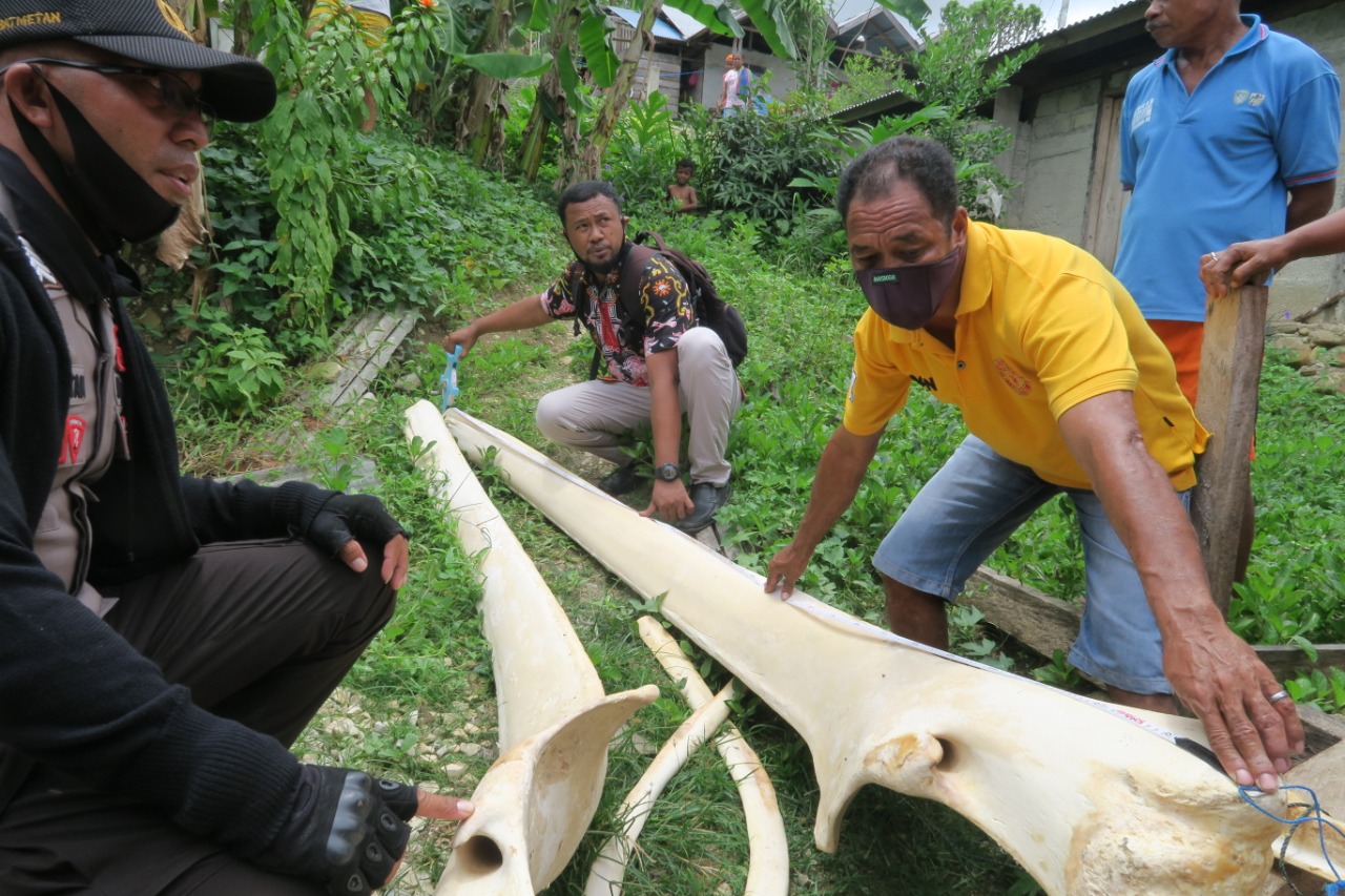 Rangka Paus Terdampar Di Ohoi Yamtinur