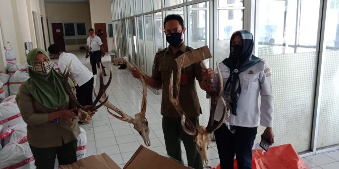 Tidak Lolos X-Ray, 3 Pasang Tanduk Rusa Diamankan